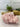 XXL Pink Halite Crystal | Halite Crystal from Searles Lake, CA