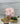 Pink Halite Crystal | Halite Crystal from Searles Lake, CA